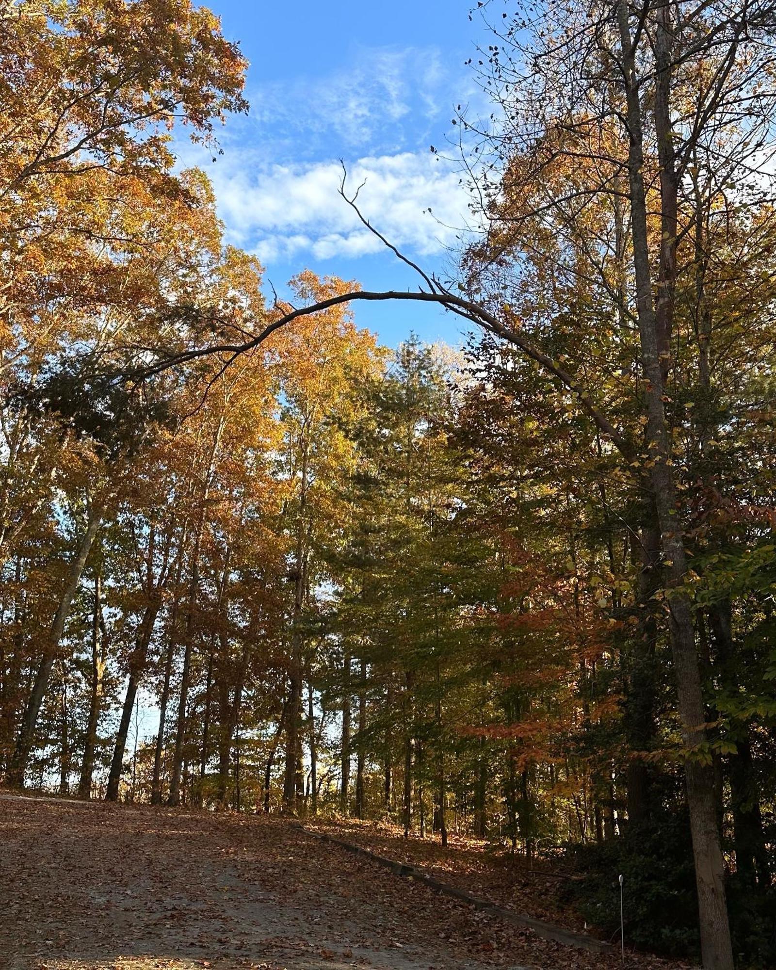 Appalachian Mountain Cabin-Updated-Private-Rafting On Ocoee River-Hiking-Waterfalls-Wifi-Pets Ok 머피 외부 사진